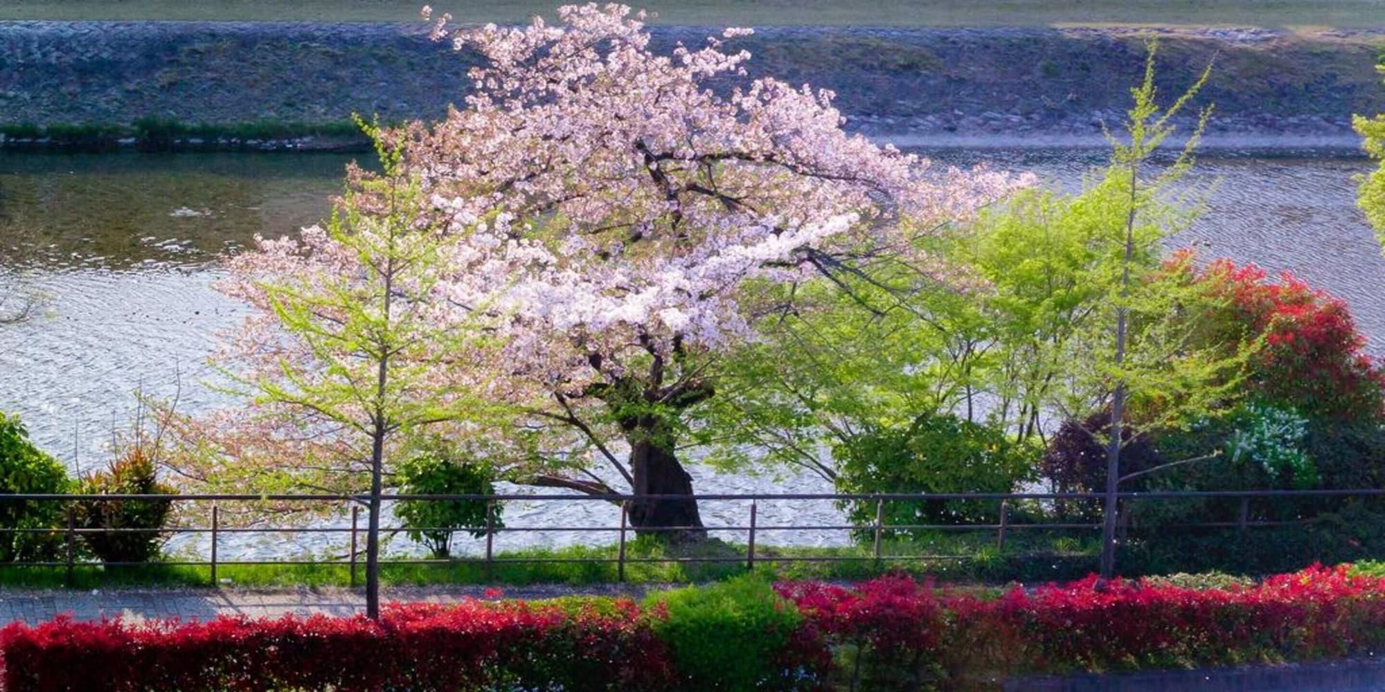 Hotel Alza Kyōto Esterno foto Sakura at the park